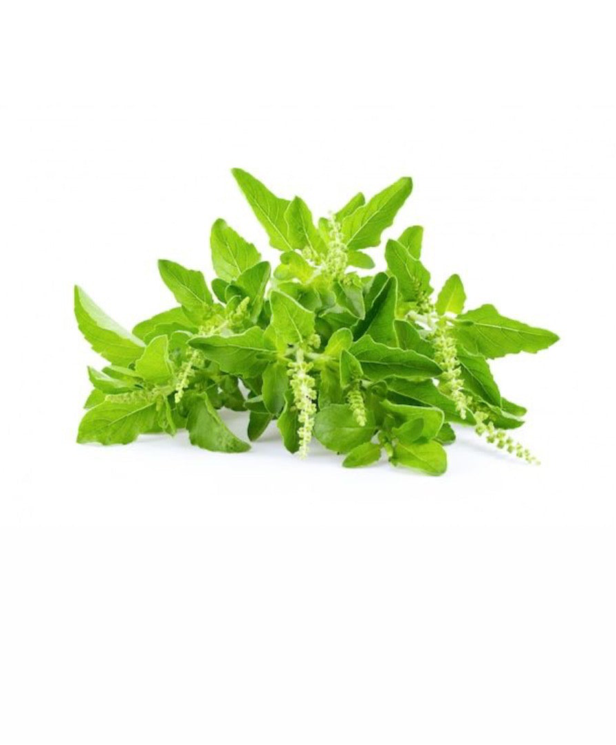 Daun kemangi