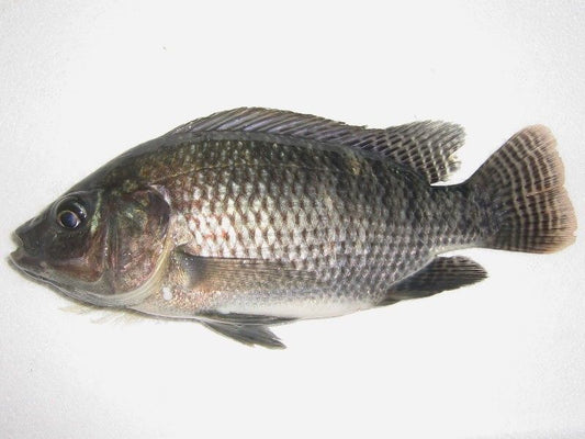 Ikan Nila