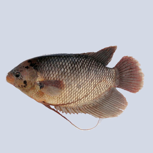 Ikan Gurame (1 kg)