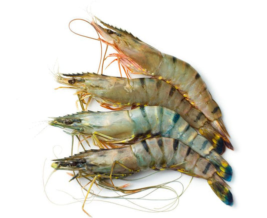 Udang Windu/Tiger