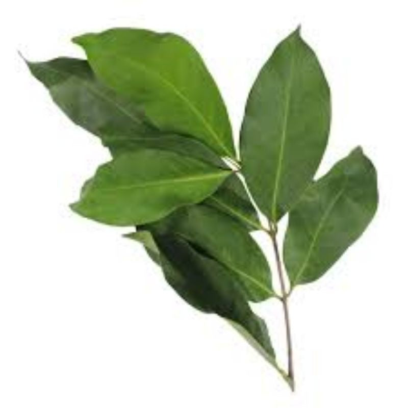 Daun Salam
